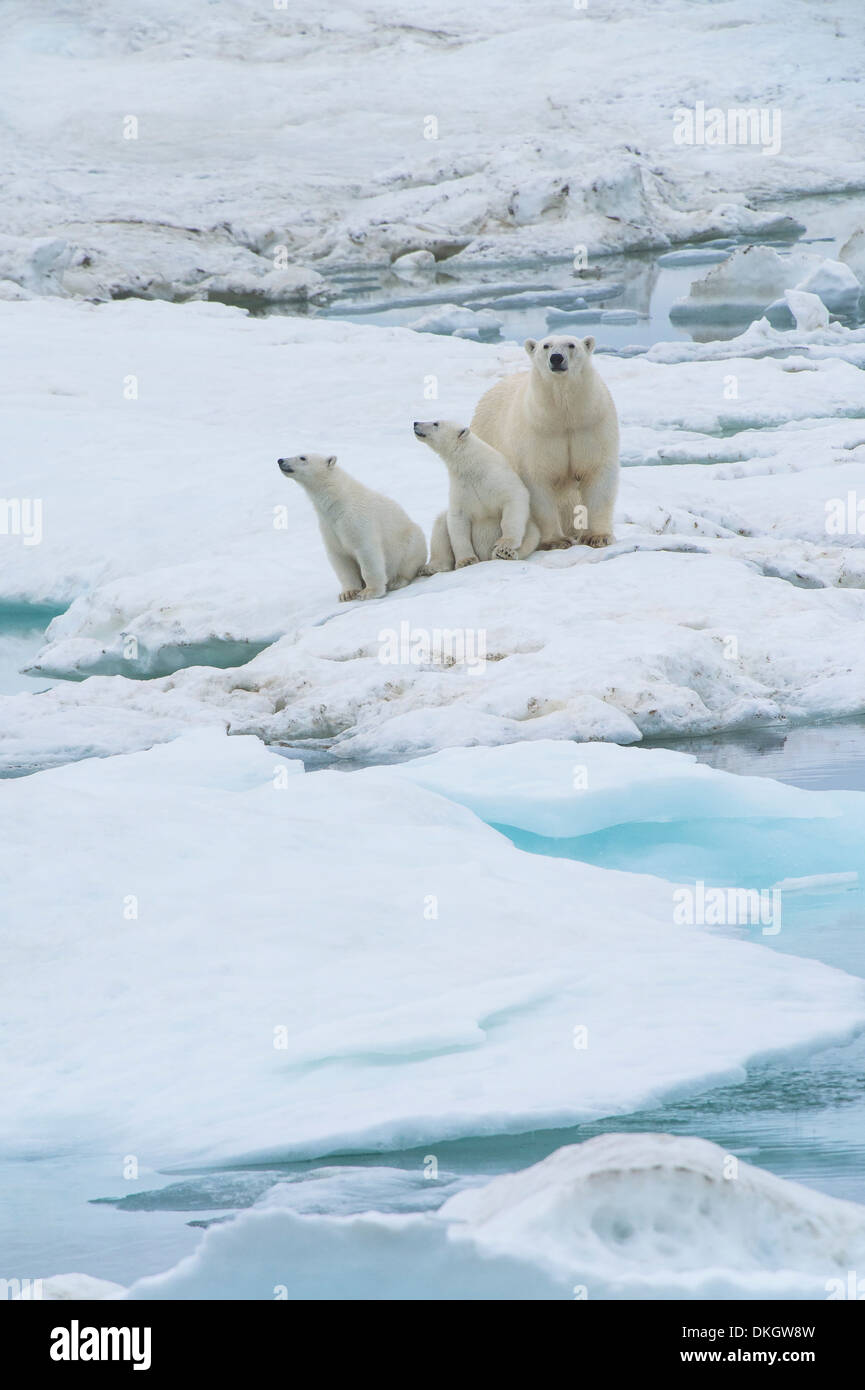 Mutter Eisbär mit zwei jungen (Ursus Maritimus), Wrangel Island, der UNESCO, Chuckchi Meer, Tschukotka, russischen Fernen Osten, Russland Stockfoto