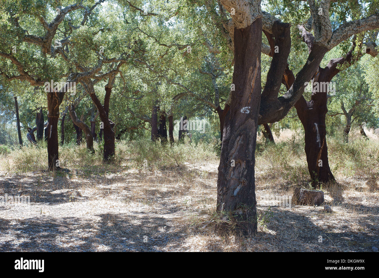 Kork-Eiche Bäume Algarve Portugal Quercus suber Stockfoto