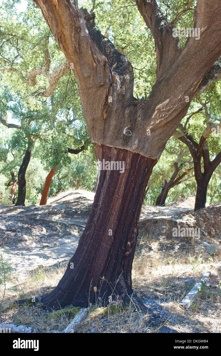 Kork-Eiche Bäume Algarve Portugal Quercus suber Stockfoto
