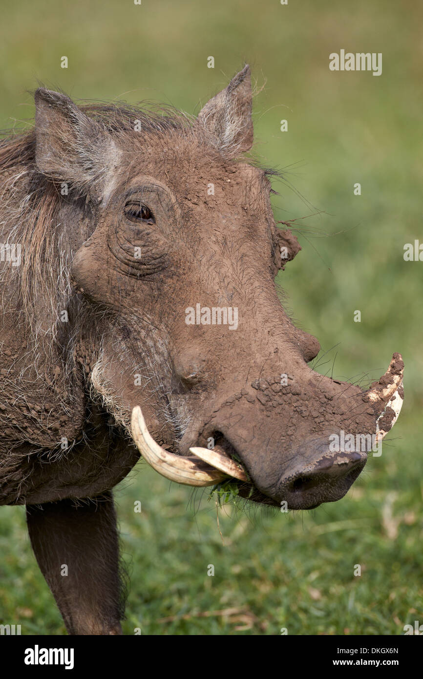 Warzenschwein (Phacochoerus Aethiopicus), Ngorongoro Crater, Tansania, Ostafrika, Afrika Stockfoto