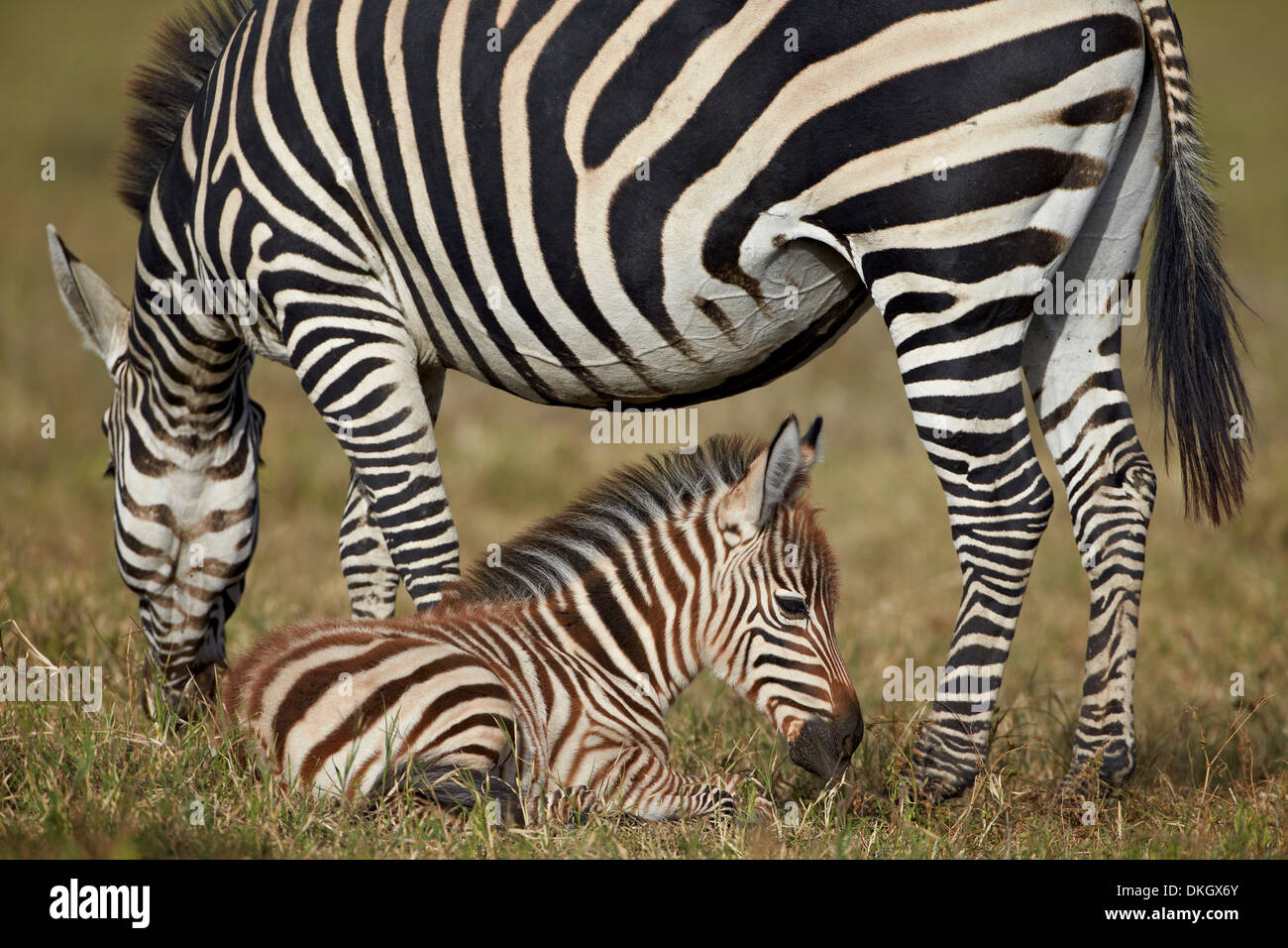 Gemeinsame (Burchell Zebra) Zebra (Equus Burchelli) Erwachsenen und Colt, Ngorongoro Crater, Afrika, Tansania, Ostafrika Stockfoto