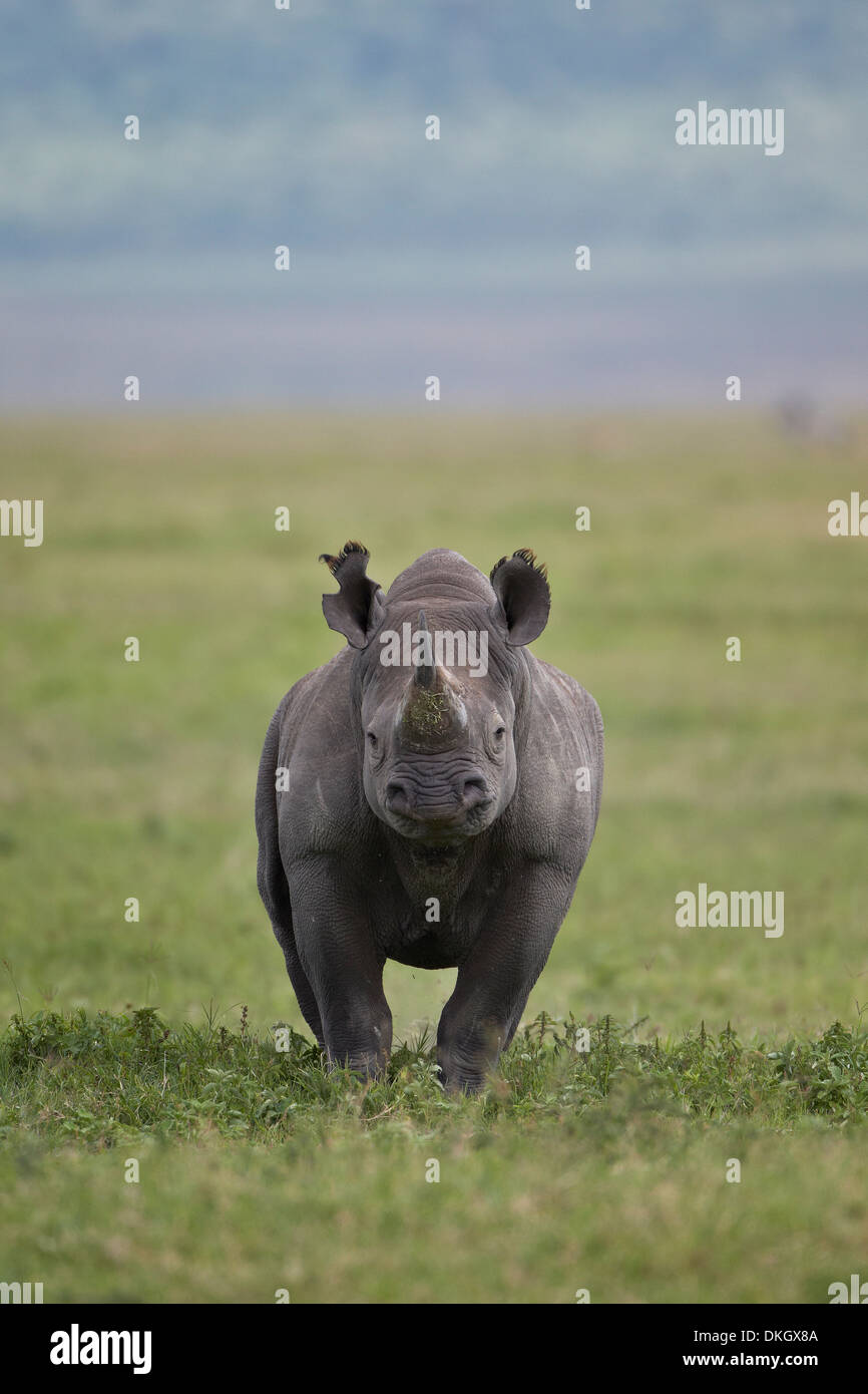 Schwarze Nashorn (Haken-lippige Rhinoceros) (Diceros Bicornis), Ngorongoro Crater, Afrika, Tansania, Ostafrika Stockfoto