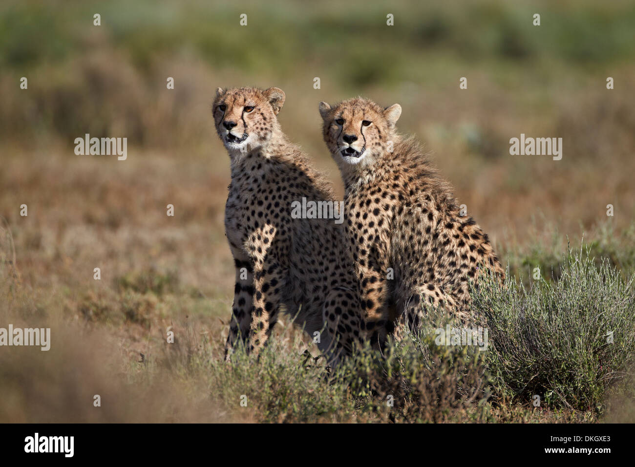 Zwei Geparden (Acinonyx Jubatus), Serengeti Nationalpark, Tansania, Ostafrika, Afrika Stockfoto