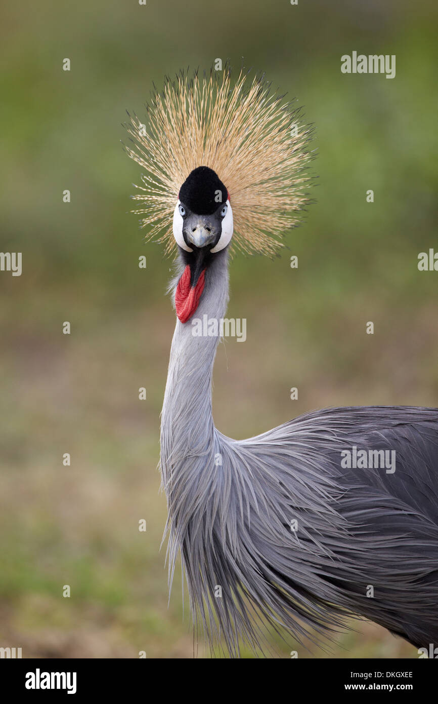 Grey gekrönt Kran (südliche gekrönter Kran) (Balearica Regulorum), Serengeti Nationalpark, Tansania, Ostafrika, Afrika Stockfoto