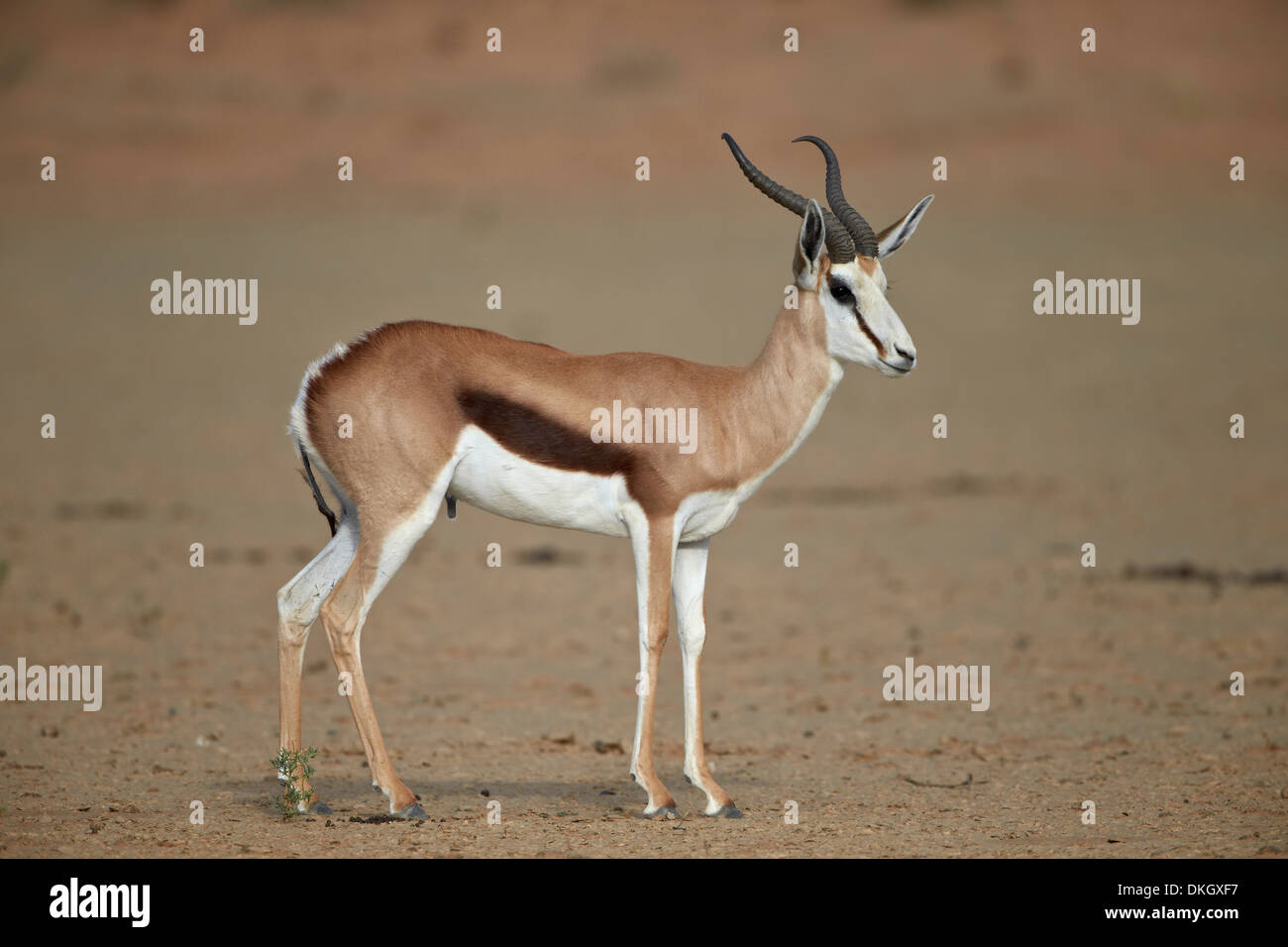 Springbok buck, Kgalagadi Transfrontier Park, (dem ehemaligen Kalahari Gemsbok National Park), Südafrika, Afrika Stockfoto