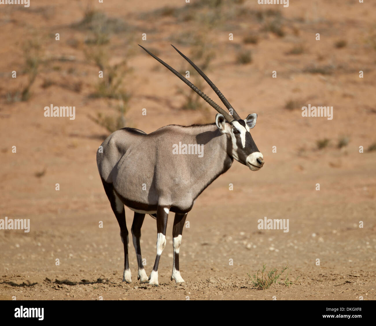 Oryx (Oryx Gazella), Kgalagadi Transfrontier Park, (dem ehemaligen Kalahari Gemsbok National Park), Südafrika, Afrika Stockfoto