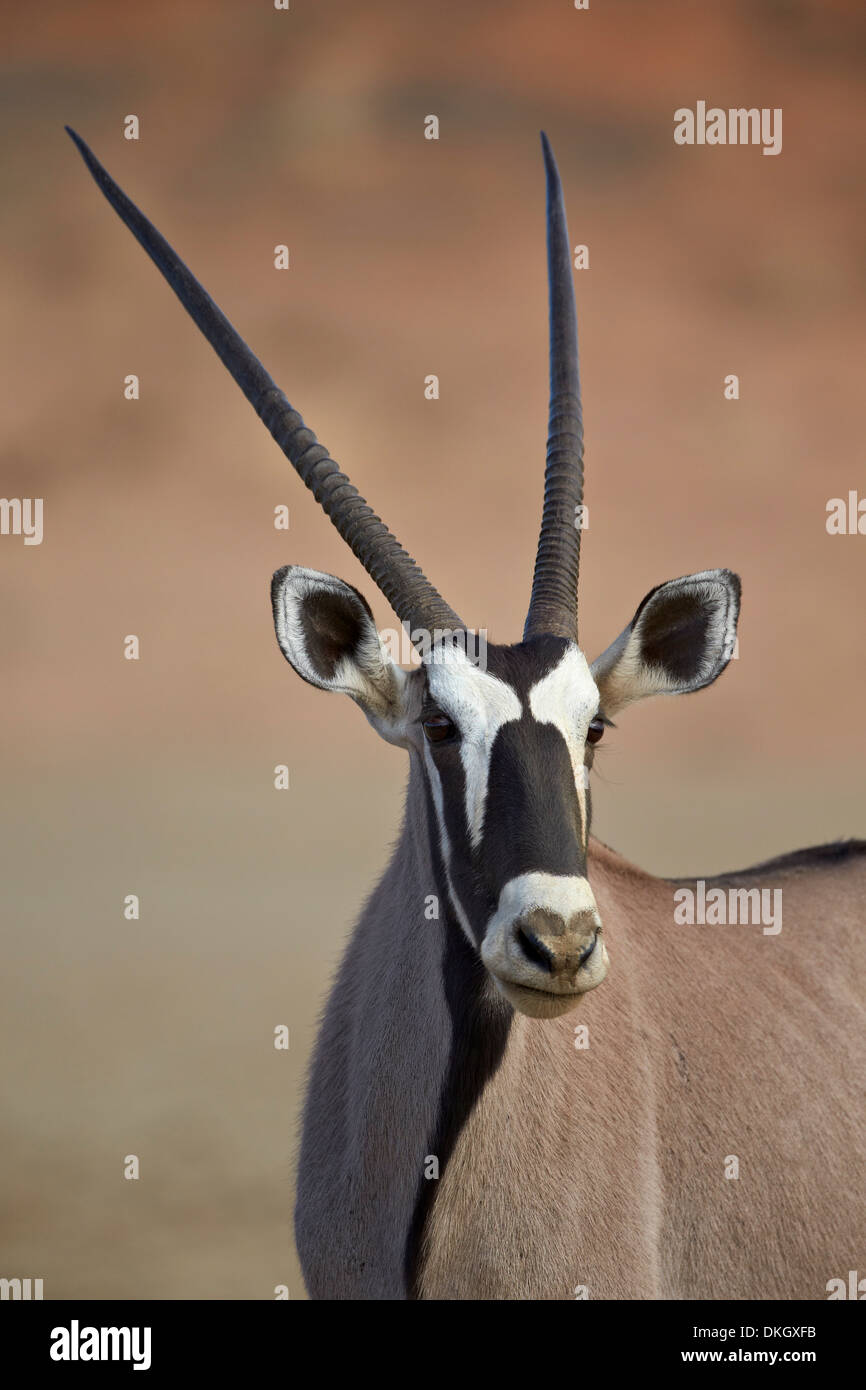 Oryx (Oryx Gazella), Kgalagadi Transfrontier Park, (dem ehemaligen Kalahari Gemsbok National Park), Südafrika, Afrika Stockfoto