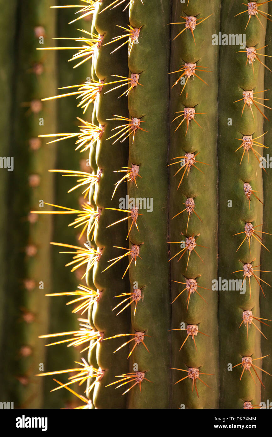 Detail der Kaktus im Garten der Villa Majorelle, Marrakesch, Marokko, Nordafrika, Afrika Stockfoto