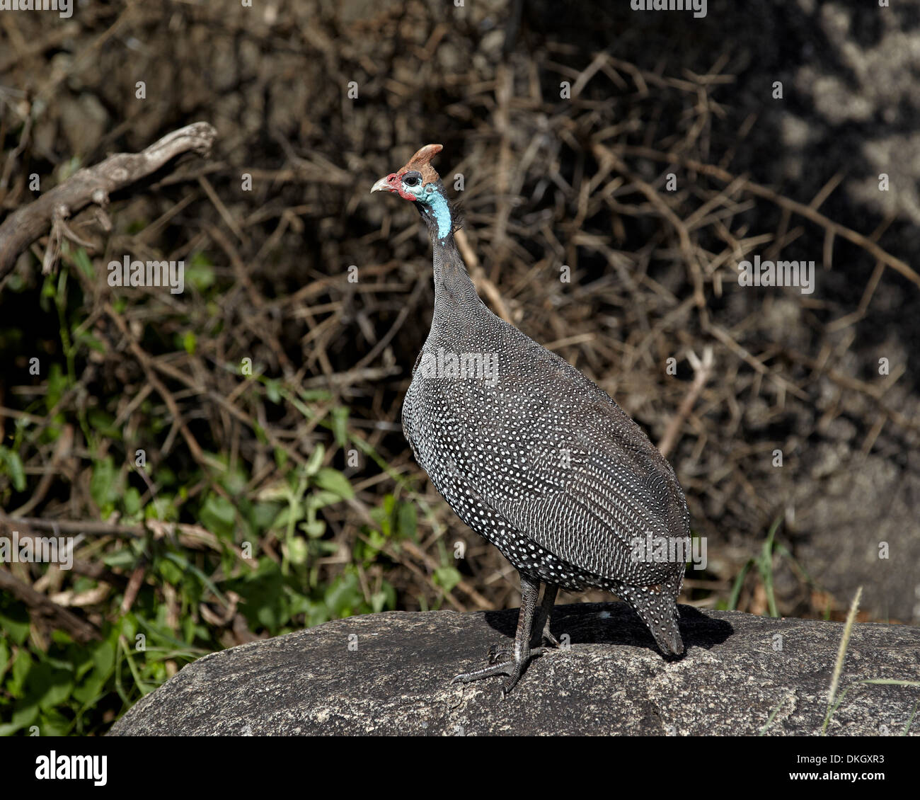 Behelmter Perlhühner (Numida Meleagris), Serengeti Nationalpark, Tansania, Ostafrika, Afrika Stockfoto