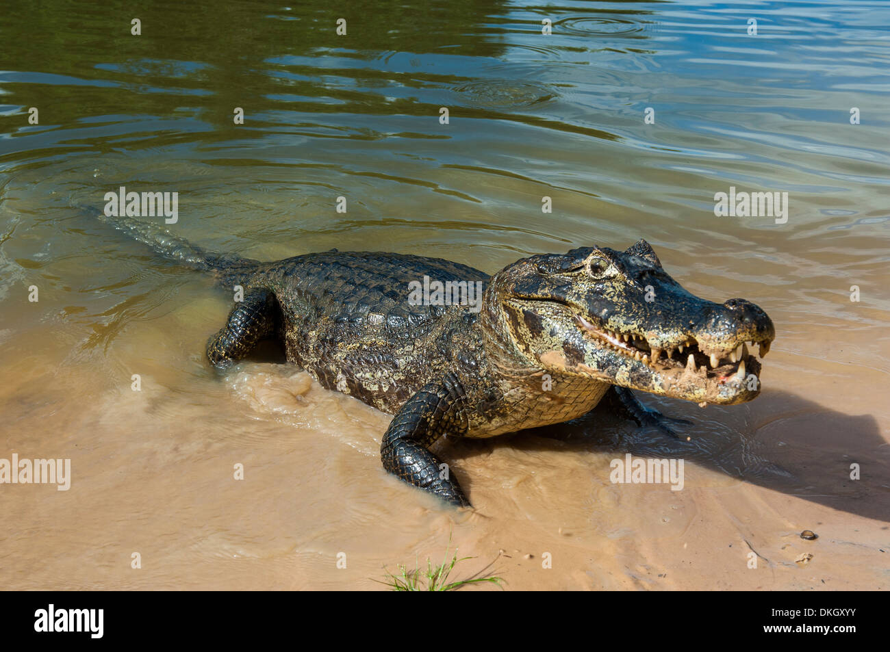 Alligator (Caiman Yacare), Pantanal, UNESCO-Weltkulturerbe, Brasilien, Südamerika Stockfoto