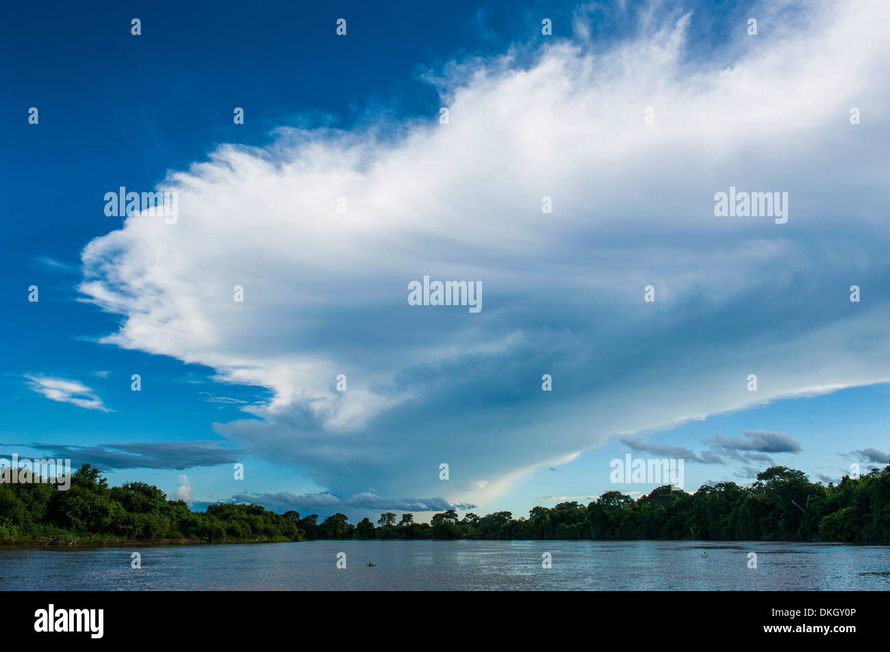 Bäume, die Reflexion im Wasser in einem Fluss im Pantanal, UNESCO World Heritage Site, Brasilien, Südamerika Stockfoto