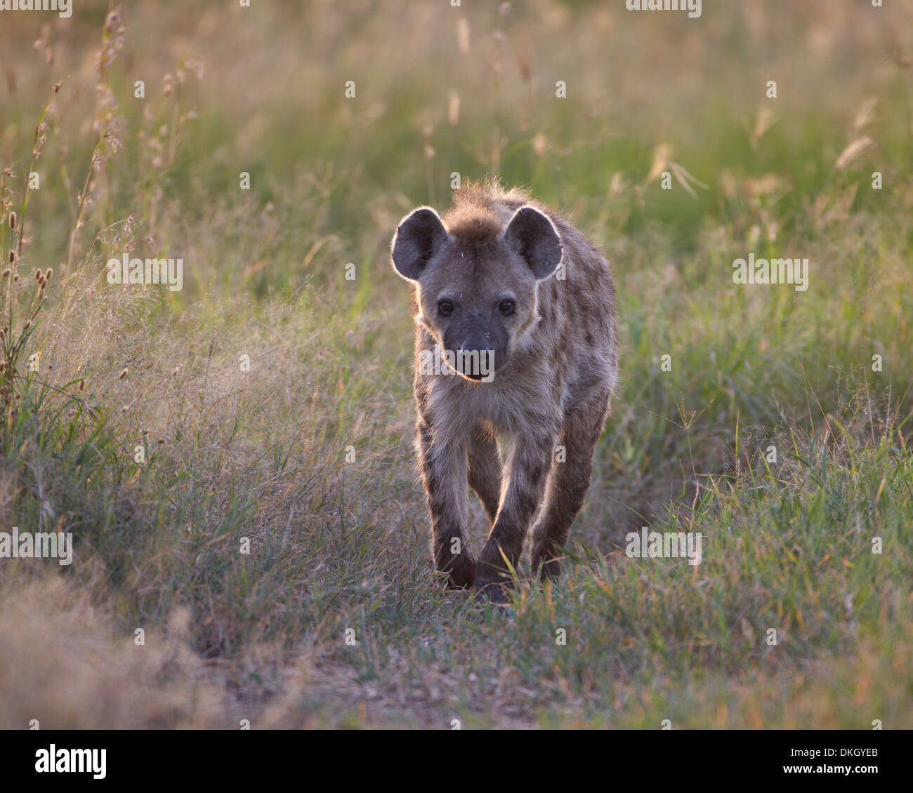 Hyäne (gefleckte zerbeissen) entdeckt (Crocuta Crocuta), Serengeti Nationalpark, Tansania, Ostafrika, Afrika Stockfoto