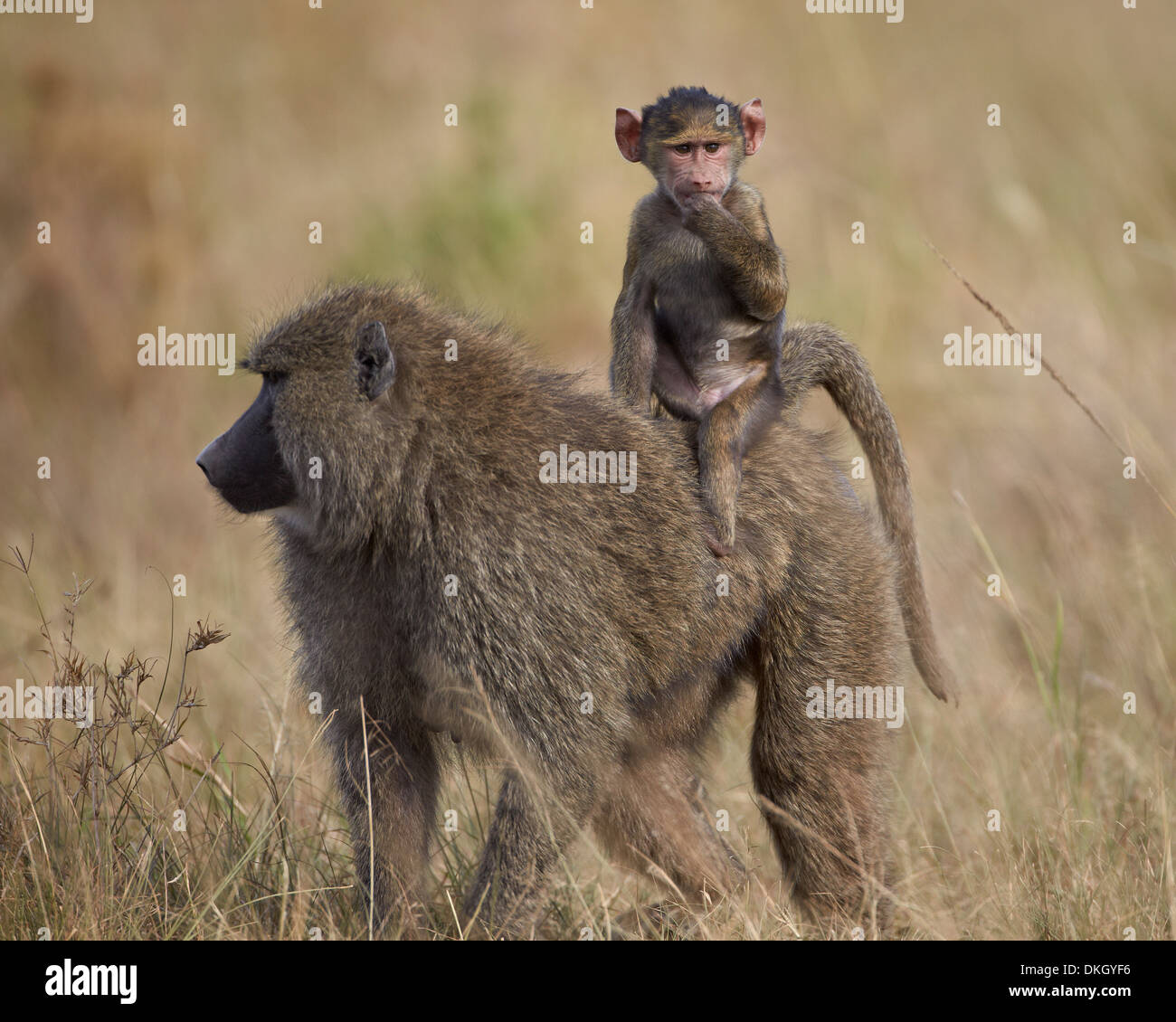 Olive Pavian (Papio Cynocephalus Anubis) Kind reitet auf seiner Mutter den Rücken, Serengeti Nationalpark, Tansania, Afrika Stockfoto
