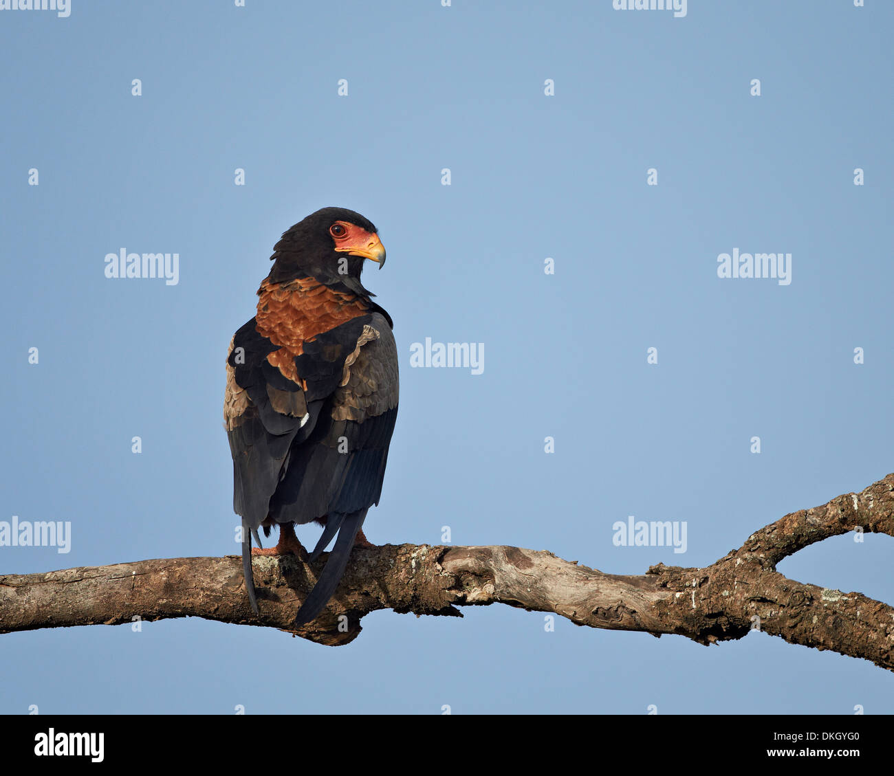Bateleur (Terathopius Ecaudatus), Serengeti Nationalpark, Tansania, Ostafrika, Afrika Stockfoto