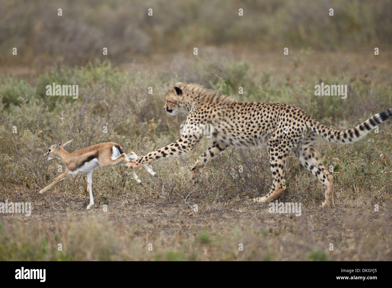 Gepard (Acinonyx Jubatus) Cub jagt ein Baby Thomson es Gazelle (Gazella Thomsonii), Serengeti Nationalpark, Tansania, Afrika Stockfoto