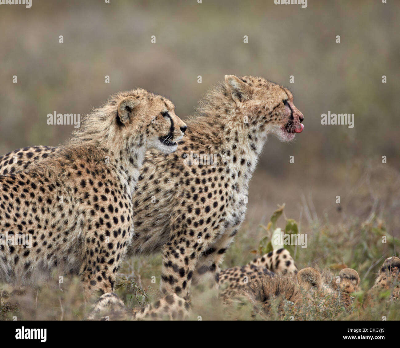 Zwei jungen Geparden (Acinonyx Jubatus), Serengeti Nationalpark, Tansania, Ostafrika, Afrika Stockfoto