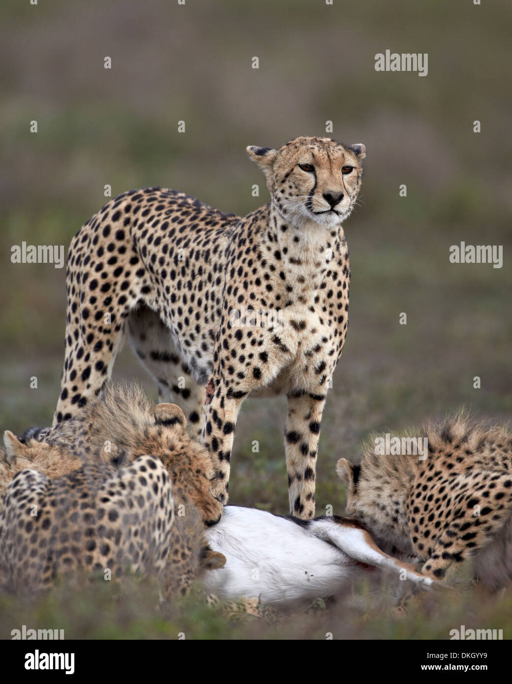 Gepard (Acinonyx Jubatus) Mutter bei einem Kill mit ihren drei jungen, Serengeti Nationalpark, Tansania, Ostafrika, Afrika Stockfoto