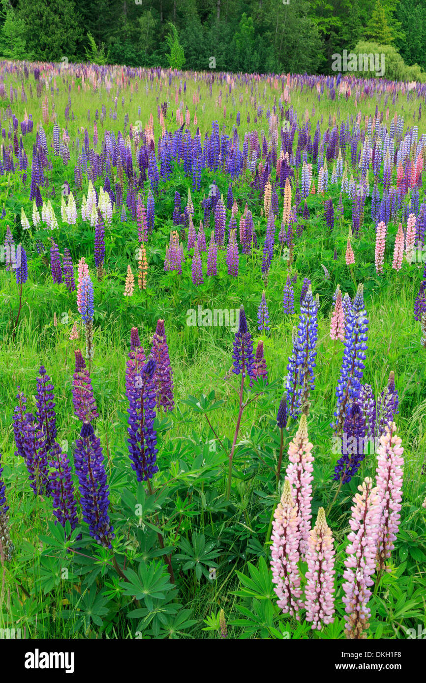 Bereich der wilde Lupinen, Tacoma, Washington State, Vereinigte Staaten von Amerika, Nordamerika Stockfoto