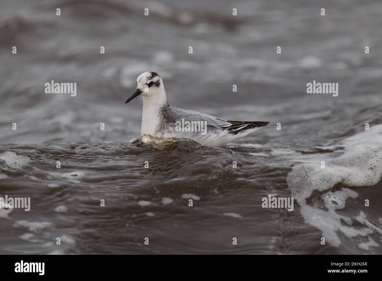 Ein Migrant Grey Phalarope Phalaropus Fulicarius (auch bekannt als rotes Phalarope in Nordamerika) Shetland, Schottland Stockfoto