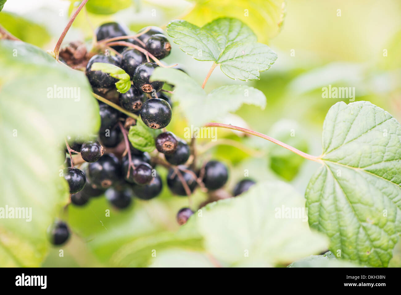Schwarze Johannisbeeren (Ribes Nigrum) wächst im Garten Stockfoto