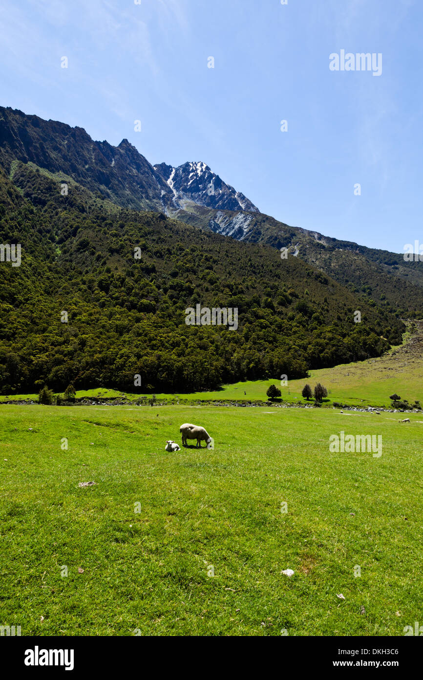 Typische Schafzucht Land in üppigen Ackerland Neuseelands Südinsel Stockfoto