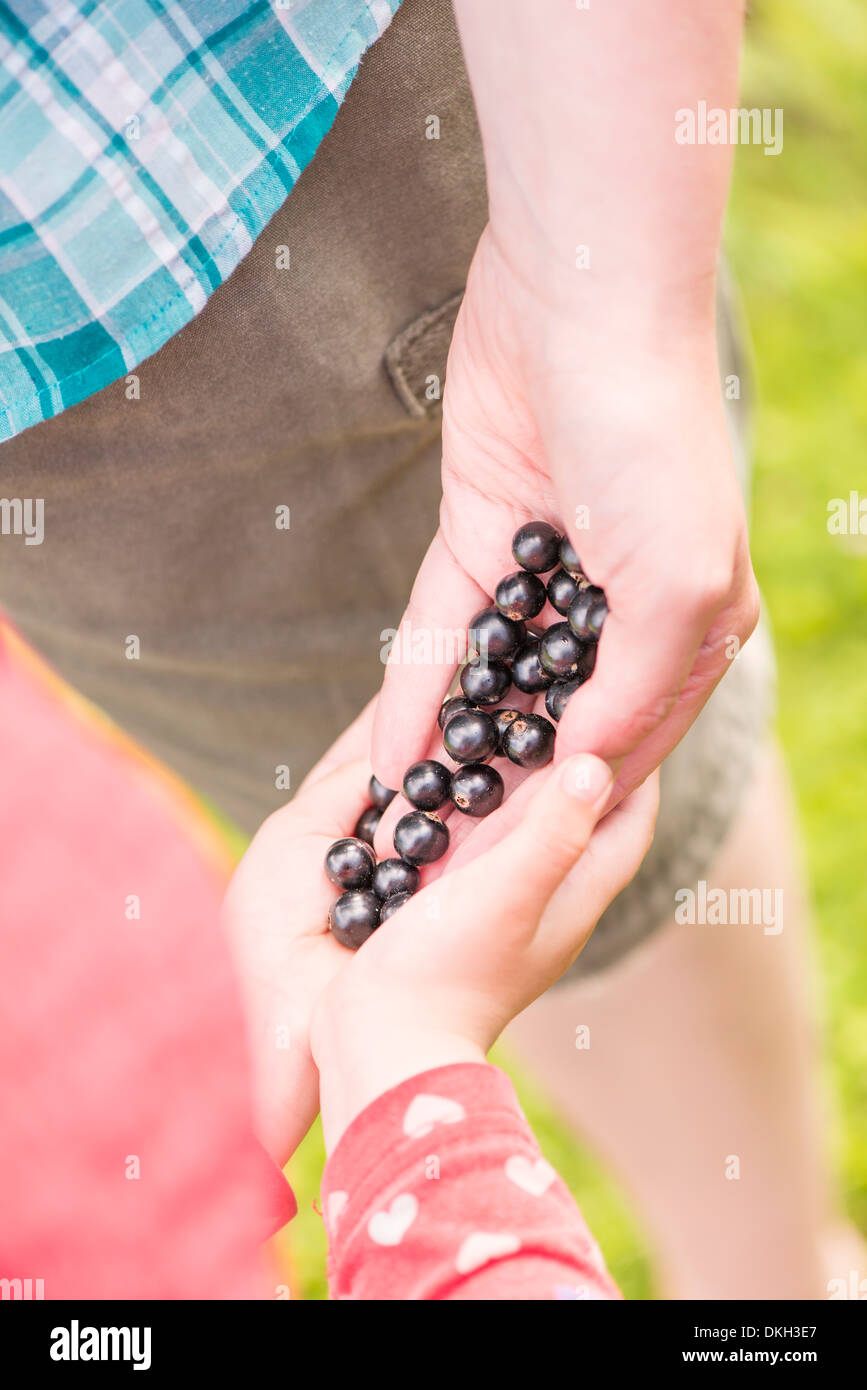 Frau und junge Kind Ernte Schwarze Johannisbeere (Ribes Nigrum) im Garten Stockfoto