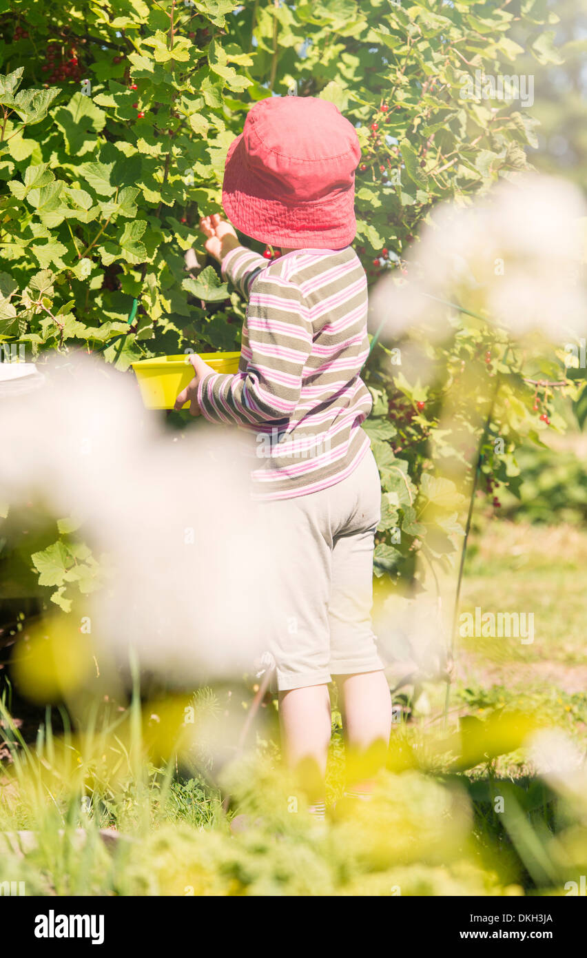 Rückansicht des jungen Kindes stehen im Garten pflücken Johannisbeeren aus einem Busch. Stockfoto