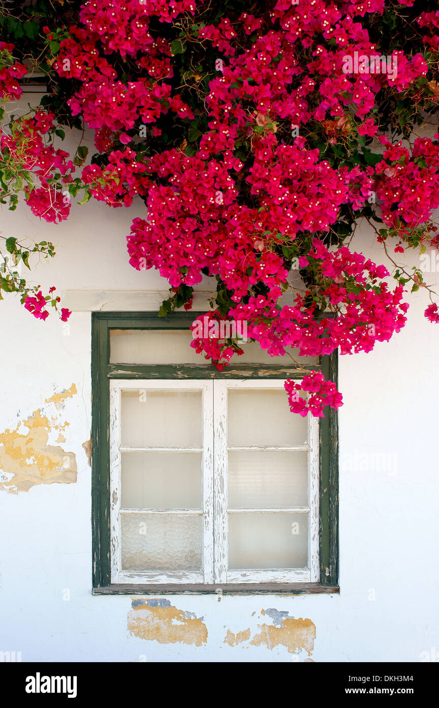 Malerische alte Algarve-Fenster mit Blumen Kaskade Algarve Portugal Stockfoto