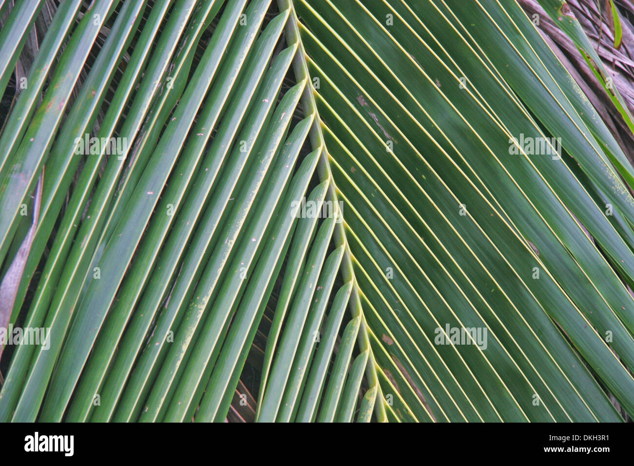 Nahaufnahme von einem Palmblatt Baum, Manaus, Amazonas, Brasilien. Stockfoto
