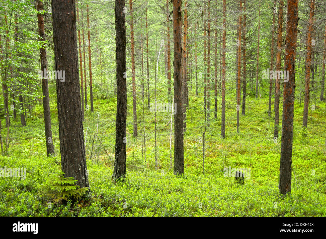 Schöne Landschaft in einem grünen, grünen Wald, Schweden. Stockfoto