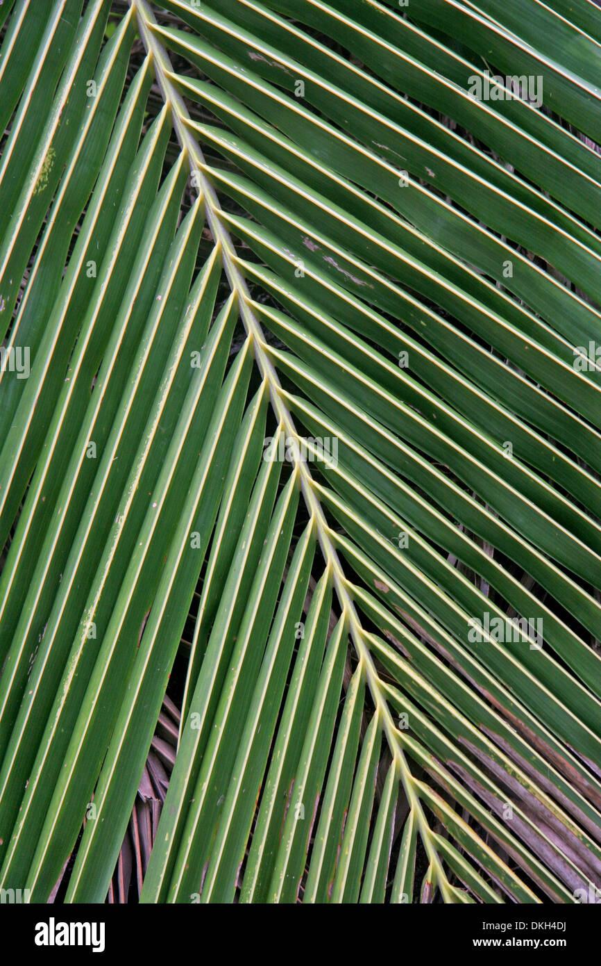 Nahaufnahme eines Palm-Baum-Blattes. Dunkelgrün, Manaus, Amazonas, Brasilien. Stockfoto