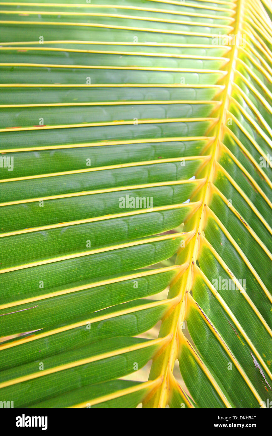 Nahaufnahme von einem Palmblatt Baum, Puntarenus, Costa Rica Stockfoto