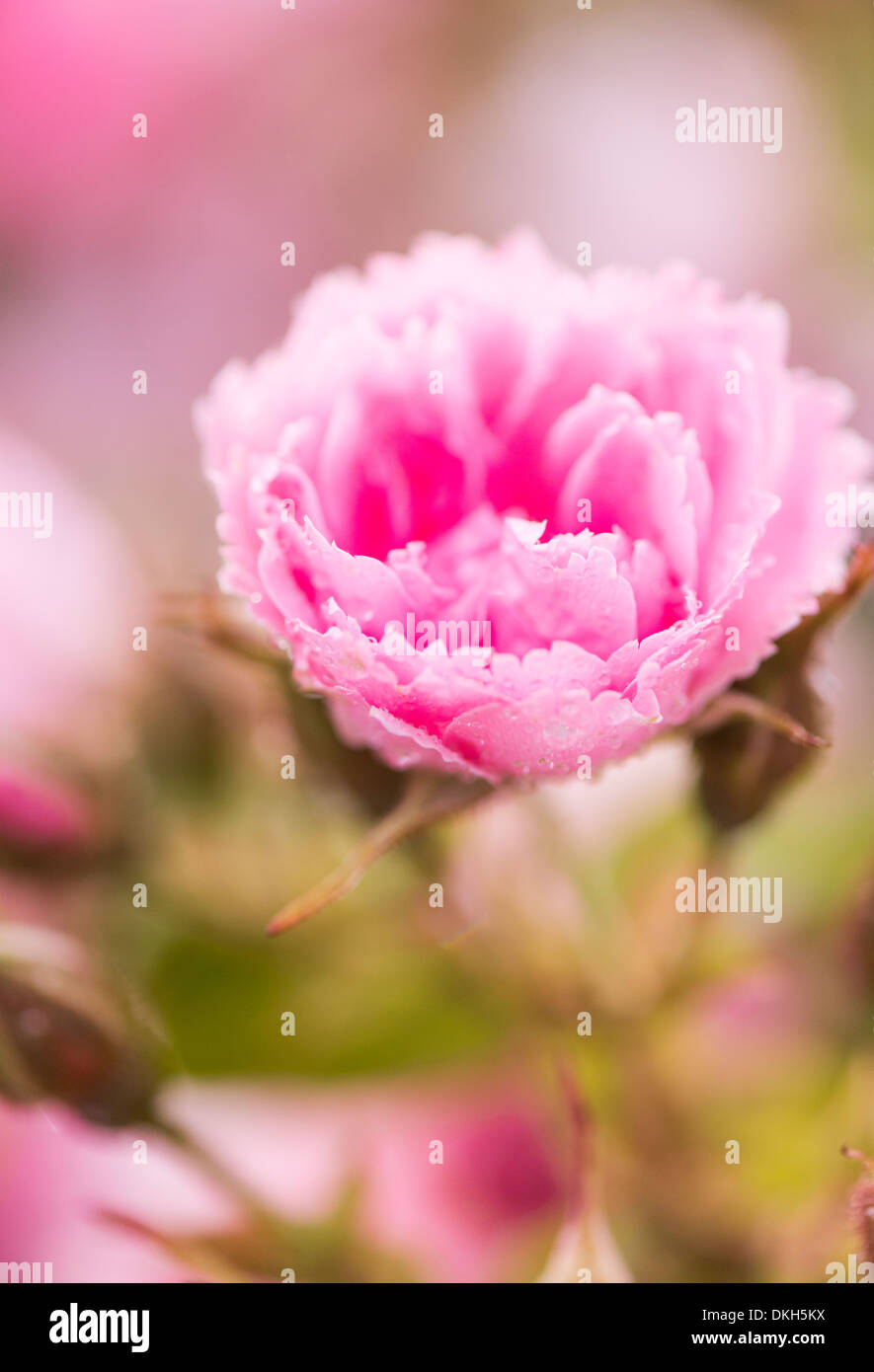 Nahaufnahme der nassen rosa Blume in Regentropfen fallen Stockfoto