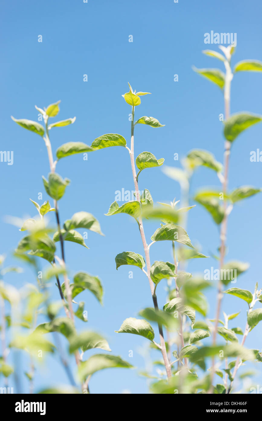 Zweige mit frischen grünen Blättern auf Apfelbaum und blauen Himmel im Hintergrund Stockfoto