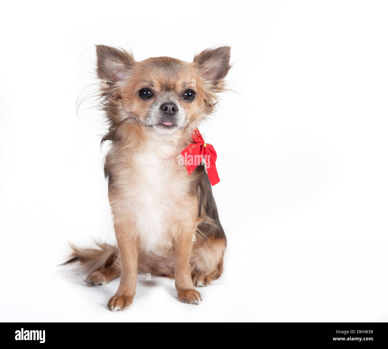 kleine Chihuahua Hund sitzen Hund mit rotem Band verziert, Hintergrund weiß Stockfoto