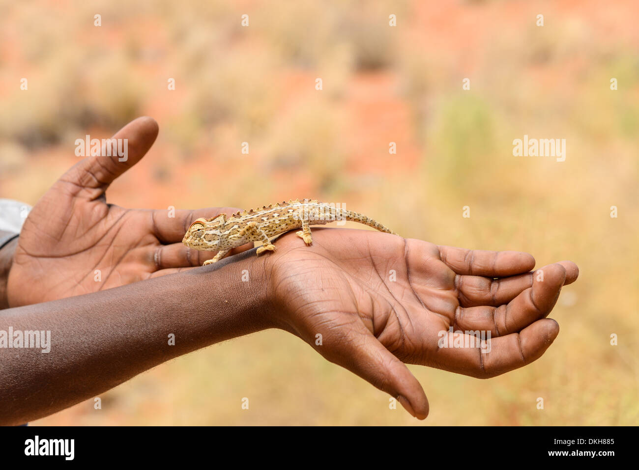Das Namaqua-Chamäleon (Chamaeleo Namaquensis) auf den Menschen hand, NamibRand Nature Reserve, Namib-Wüste, Namibia, Afrika Stockfoto