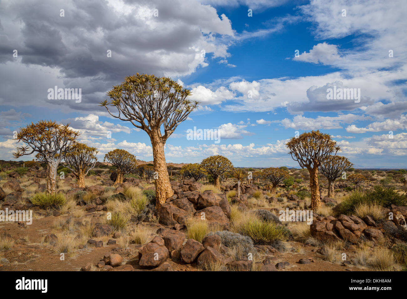 Köcher (Kokerboom) (Aloe Dichotoma) Baum am Köcherbaumwald, Keetmanshoop, Namibia, Afrika Stockfoto