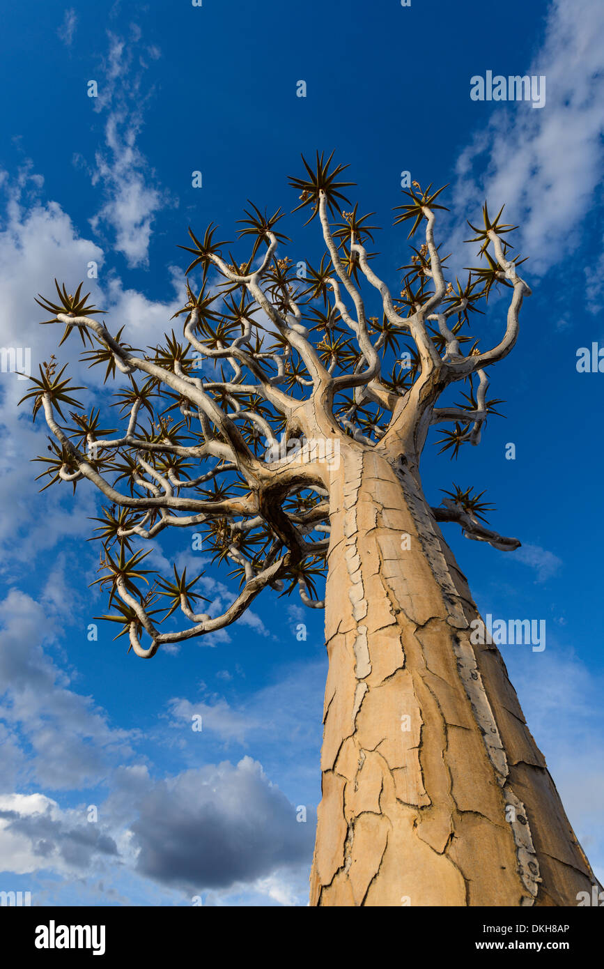 Köcher (Kokerboom) (Aloe Dichotoma) Baum am Köcherbaumwald, Keetmanshoop, Namibia, Afrika Stockfoto
