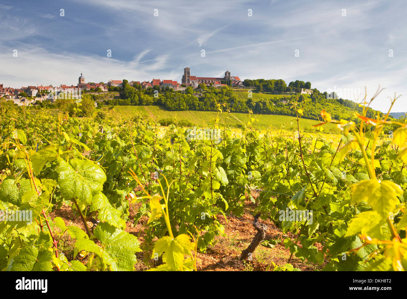 Weinberge in der Nähe der Hügel Dorf von Vezelay im Bereich Yonne, Burgund, Frankreich, Europa Stockfoto