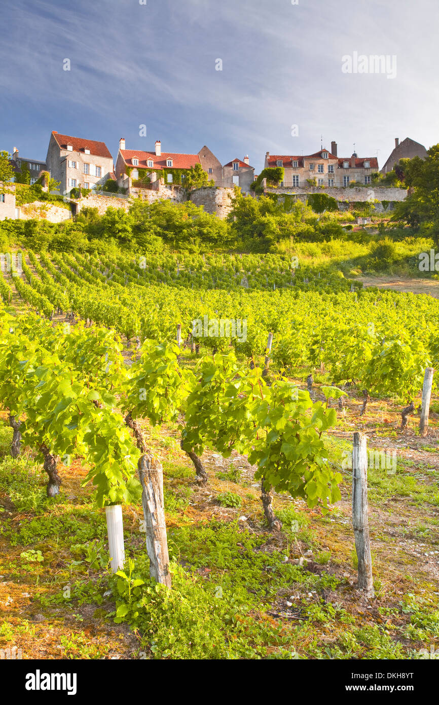 Weinberge unterhalb der Bergkuppe Dorf von Vezelay, Yonne, Burgund, Frankreich, Europa Stockfoto