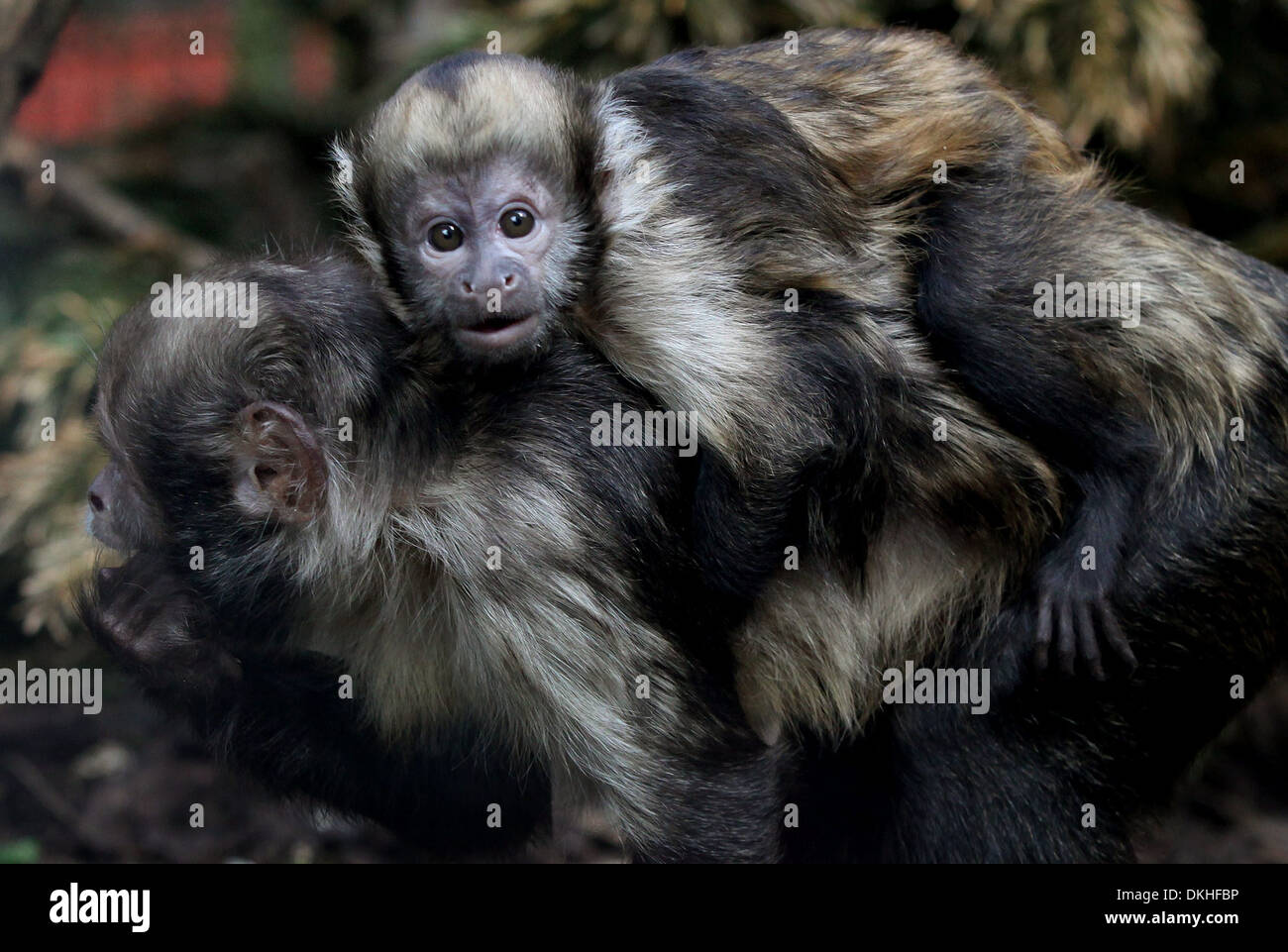 Zwei gelbe-breasted Kapuziner-Affen Stockfoto