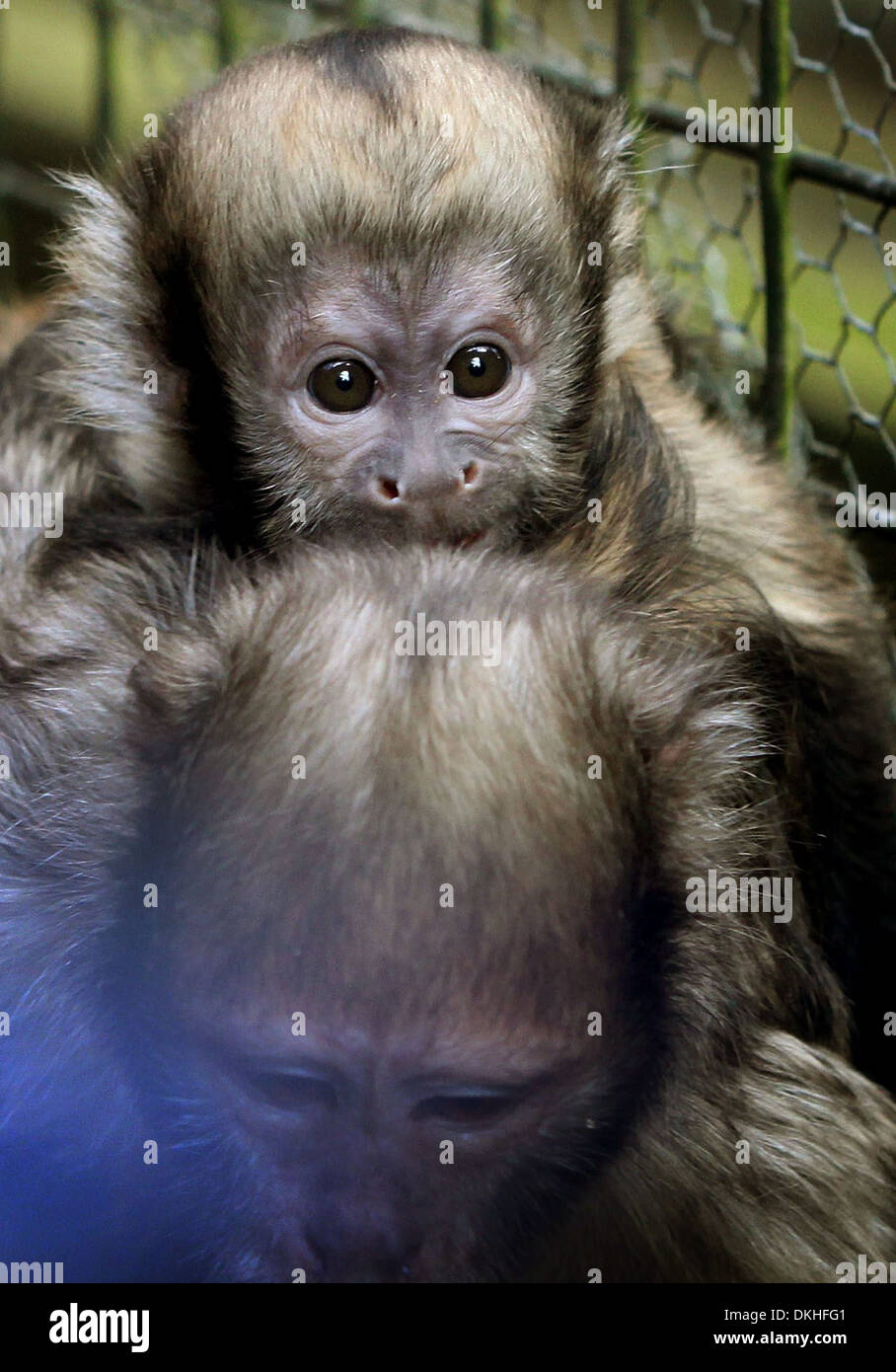 Zwei gelbe-breasted Kapuziner-Affen Stockfoto