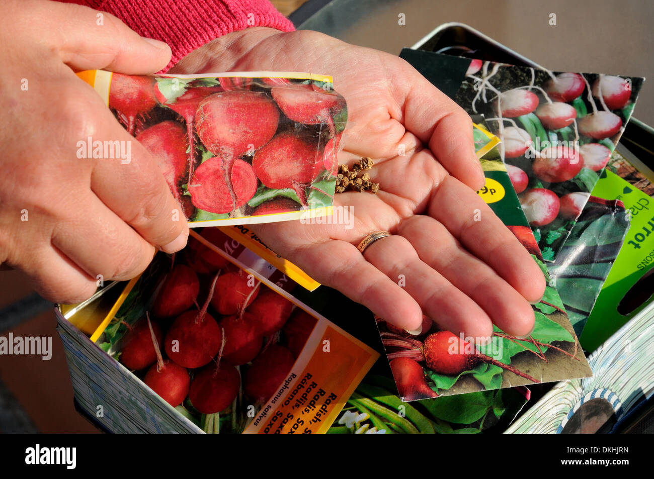 Frau schüttelt rote Beete Samen in Handfläche bereit für die Aussaat, England, Vereinigtes Königreich, West-Europa. Stockfoto