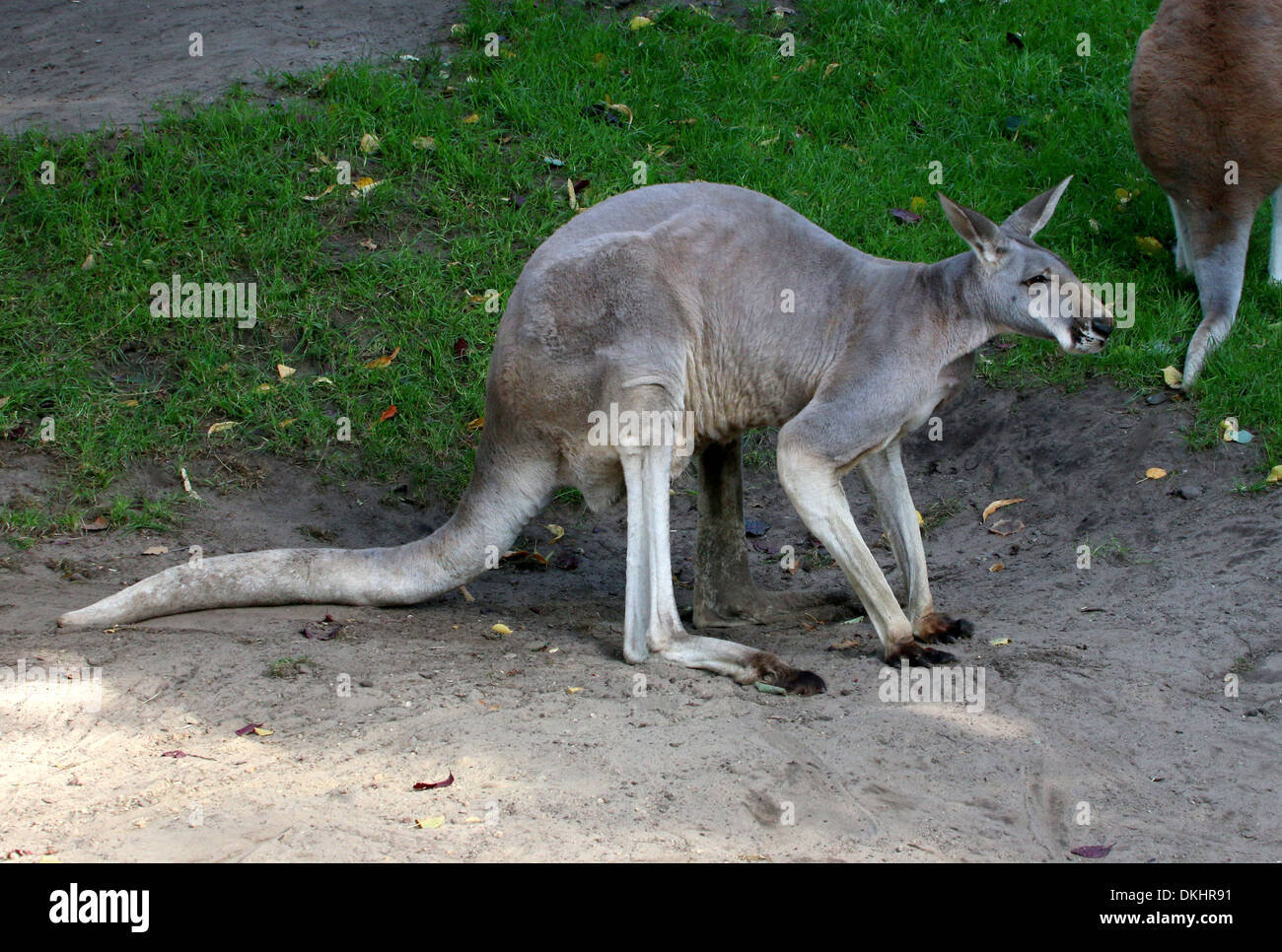 Roter Känguruh (Macropus Rufus) inmitten der zoo Stockfoto