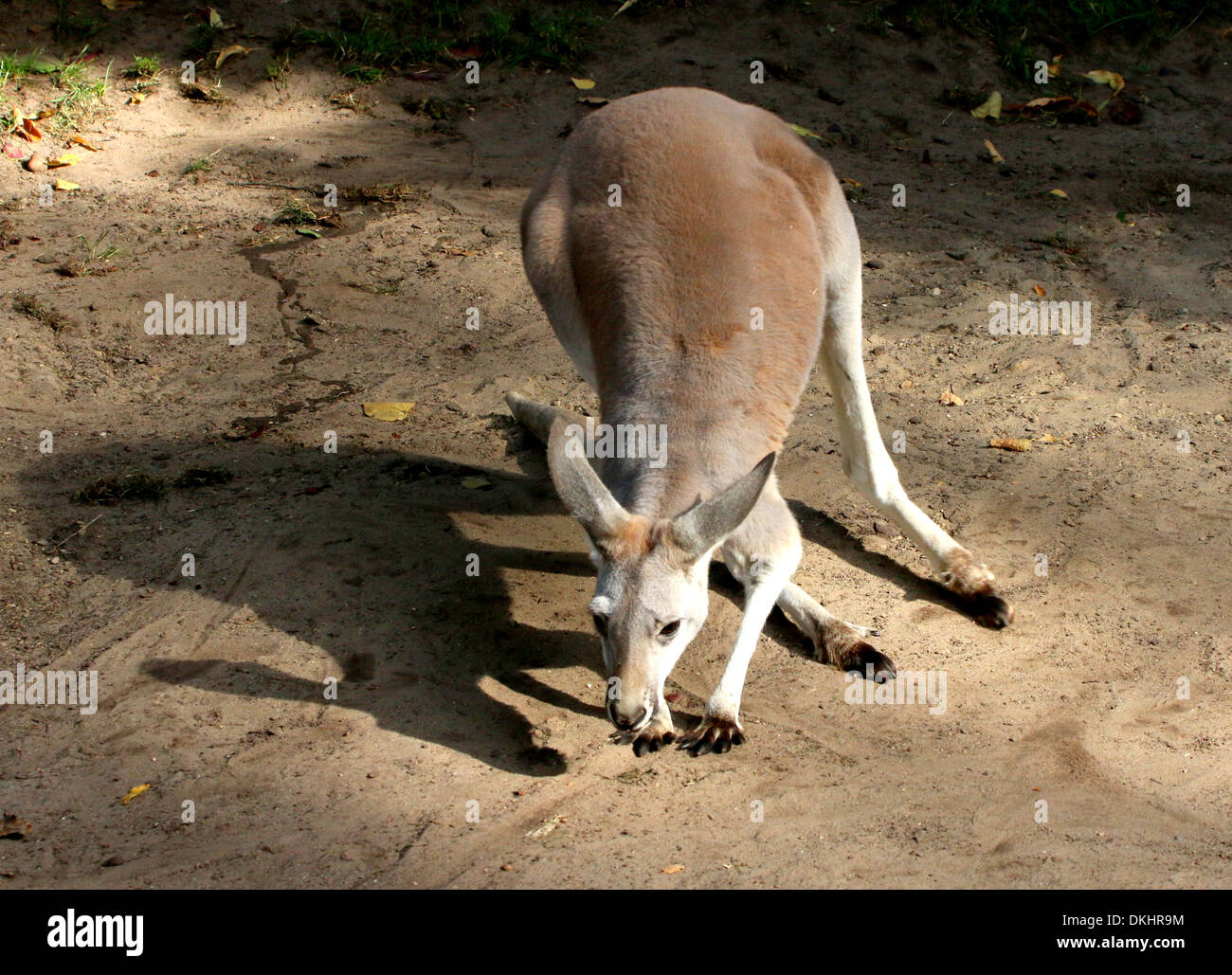 Roter Känguruh (Macropus Rufus) inmitten der zoo Stockfoto
