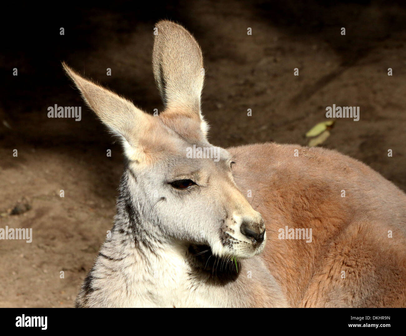 Roter Känguruh (Macropus Rufus) inmitten der zoo Stockfoto