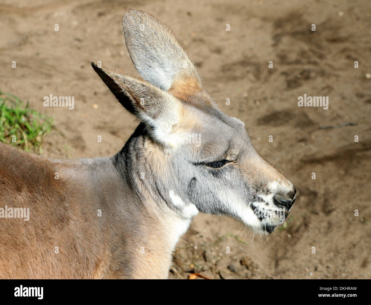 Roter Känguruh (Macropus Rufus) inmitten der zoo Stockfoto