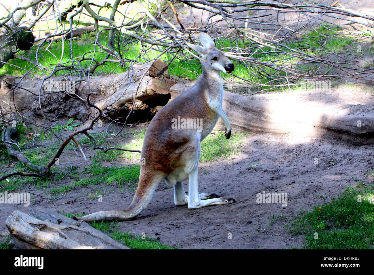 Roter Känguruh (Macropus Rufus) inmitten der zoo Stockfoto