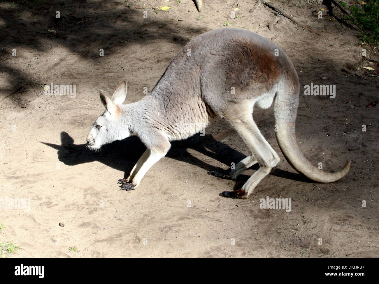Roter Känguruh (Macropus Rufus) inmitten der zoo Stockfoto