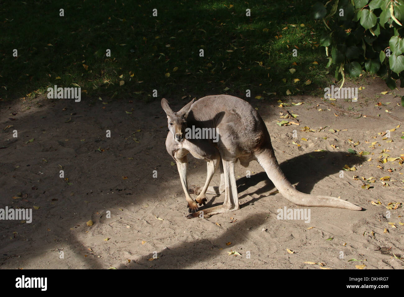Roter Känguruh (Macropus Rufus) inmitten der zoo Stockfoto